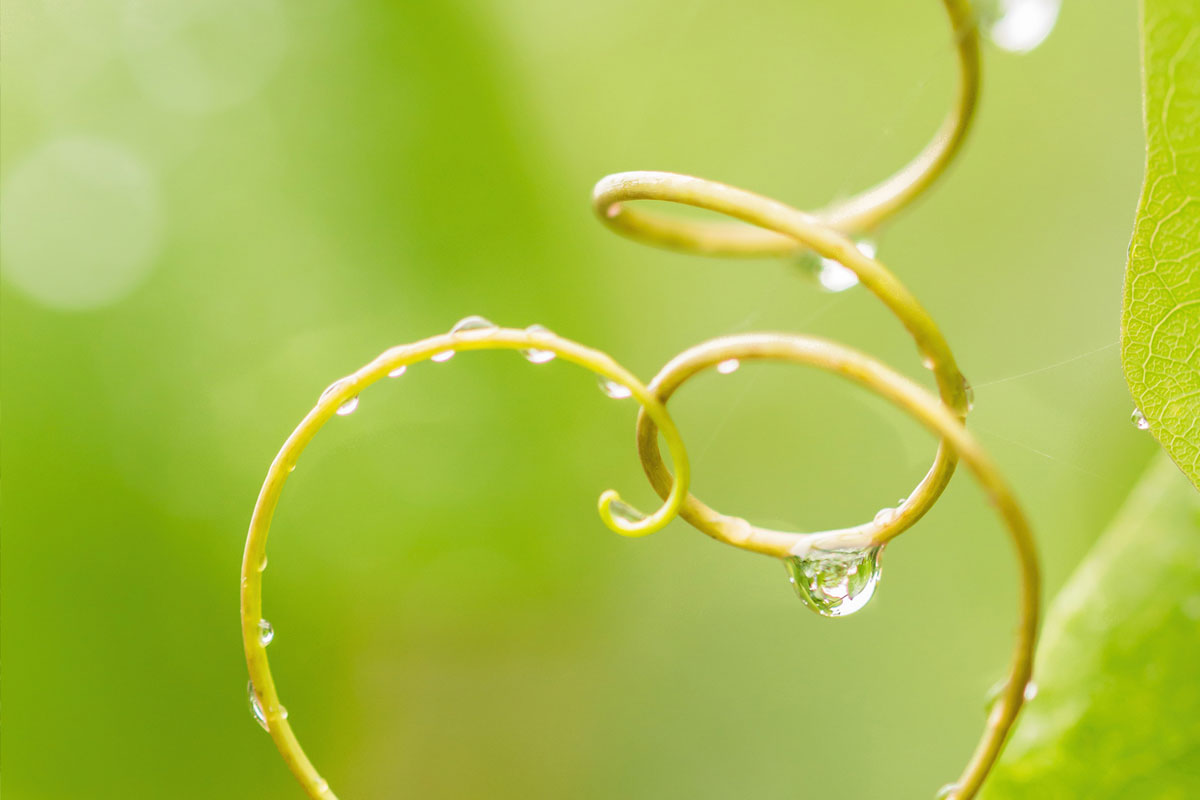 Микроелементи Микроелементи