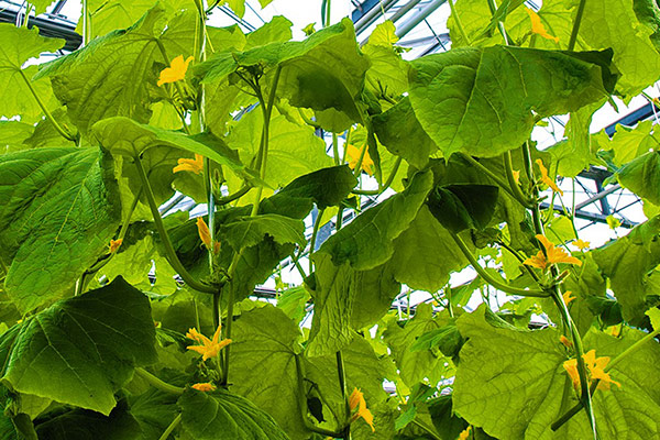 listni-torove-01 Листни торове